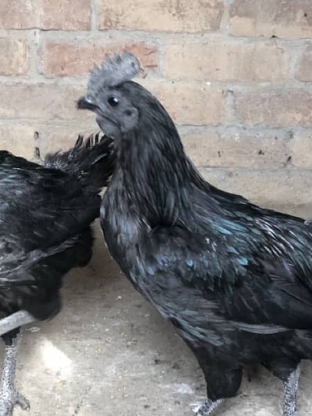 AYAM CHEMANI Pairs 6