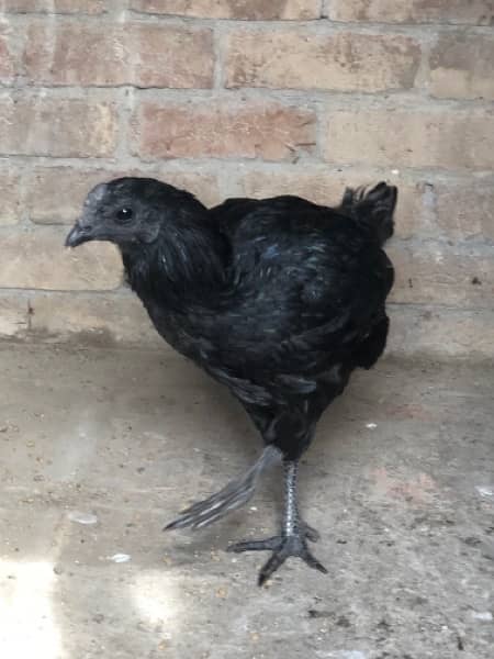 AYAM CHEMANI Pairs 8