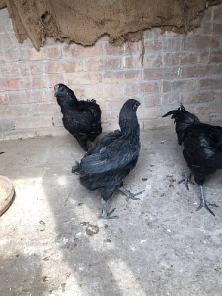AYAM CHEMANI Pairs 10