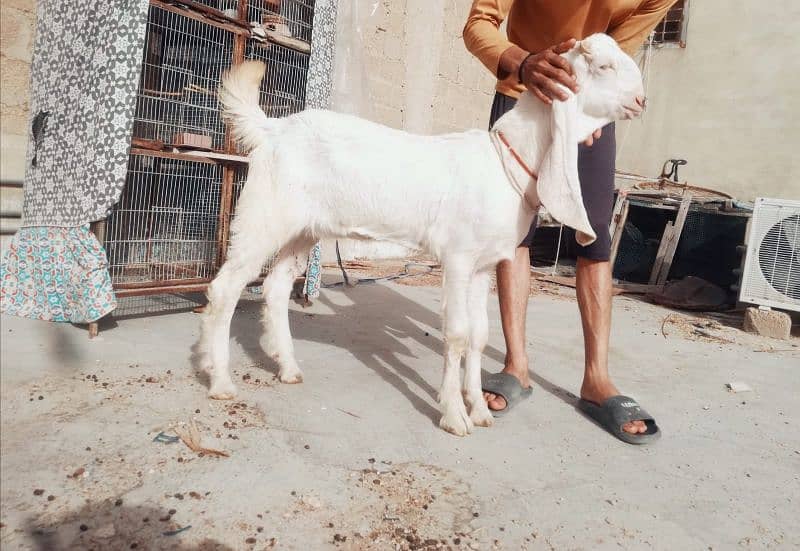 pure gulabi goat mashaAllah male female full active 0