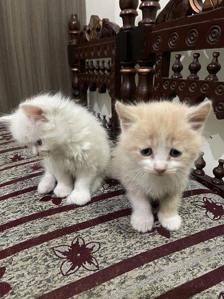 White Persian kitten female, brown siame kitten male 0