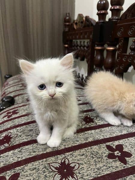 White Persian kitten female, brown siame kitten male 1