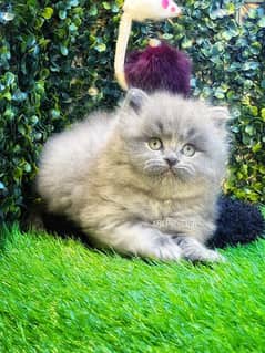Fluffy Punch Persion Kitten