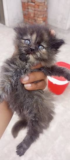passion cat puppies for sale contact number 03098780621