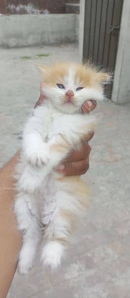 passion cat puppies for sale contact number 03098780621 3