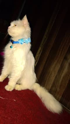 Female persian kitten / triple coated cat / persian cat for sale