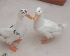 selling ducks