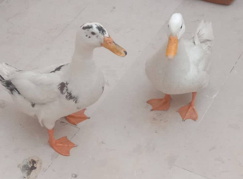 selling ducks 2