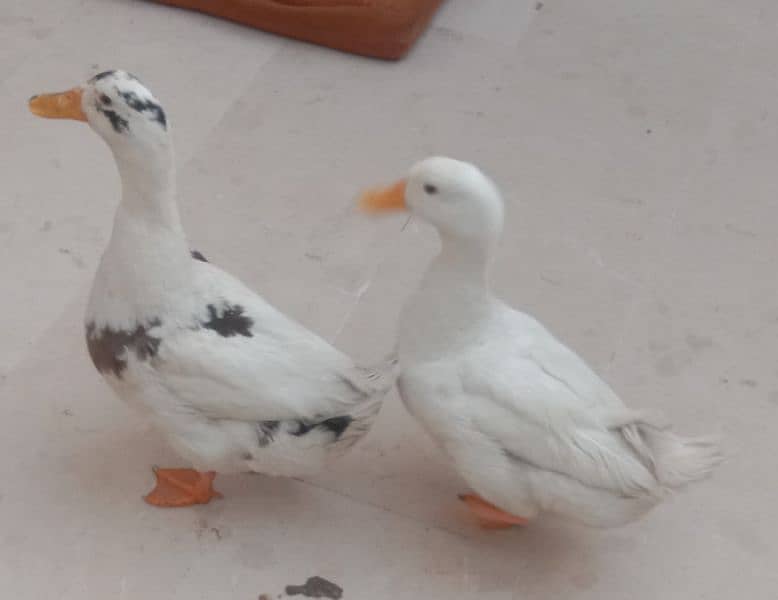 selling ducks 3