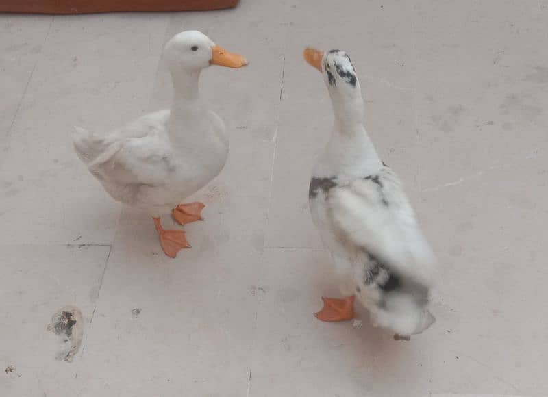 selling ducks 4