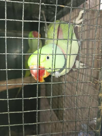 Raw big size green parrot