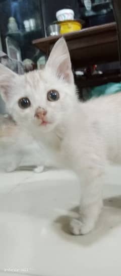 Semi-Persian Kittens: Rare White & Light Brown Beauties for Sale 0