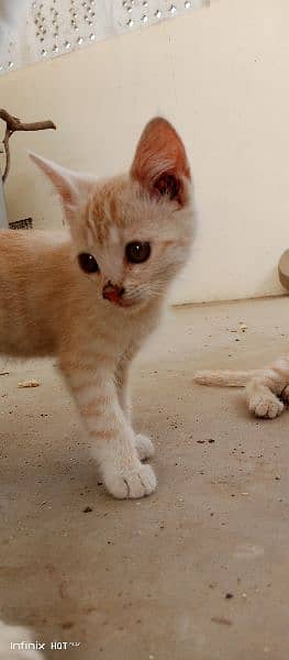 Semi-Persian Kittens: Rare White & Light Brown Beauties for Sale 3