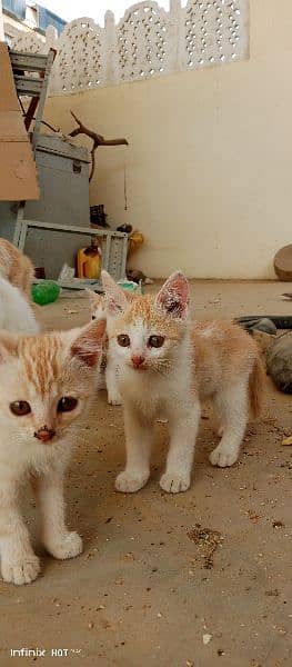 Semi-Persian Kittens: Rare White & Light Brown Beauties for Sale 8