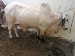 Bachra heavy bull cow