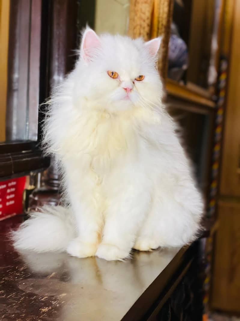 Persian cat female ( triple coated ) 5