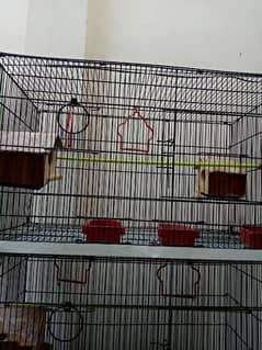 Cage hens parrot and pegion