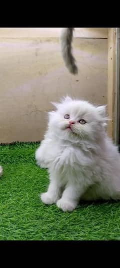 Persian Kitten Male Female Kittens