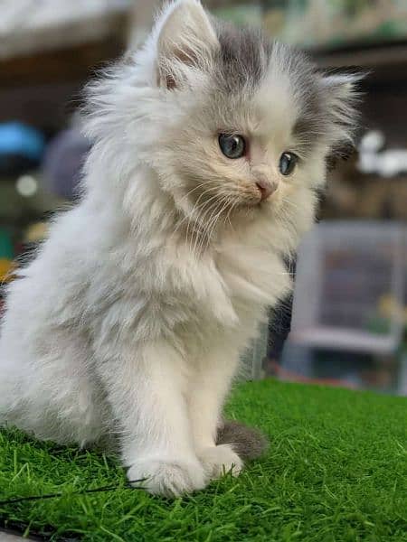 Persian Kitten Male Female Kittens 4