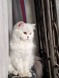 Persian cat for sale age 1 year female