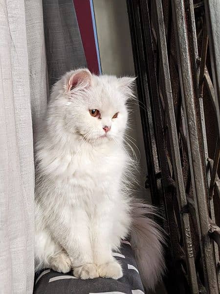 Persian cat for sale age 1 year female 3