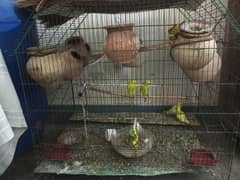 cage  parrots 0