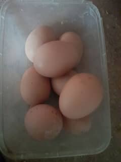 Eggs Brahma  Hen