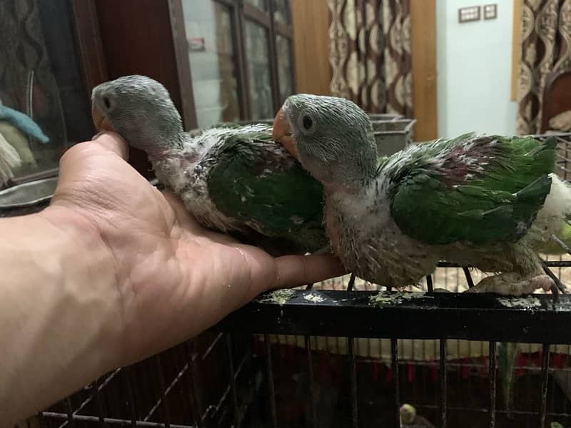 Kashmiri Pahari Raw Parrot Chicks 1