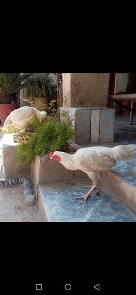 White hen pair for sale 2