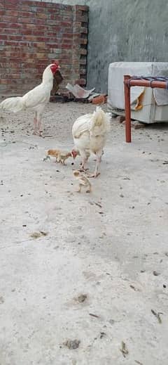 Aseel heera chicks age 15 days healthy and Active