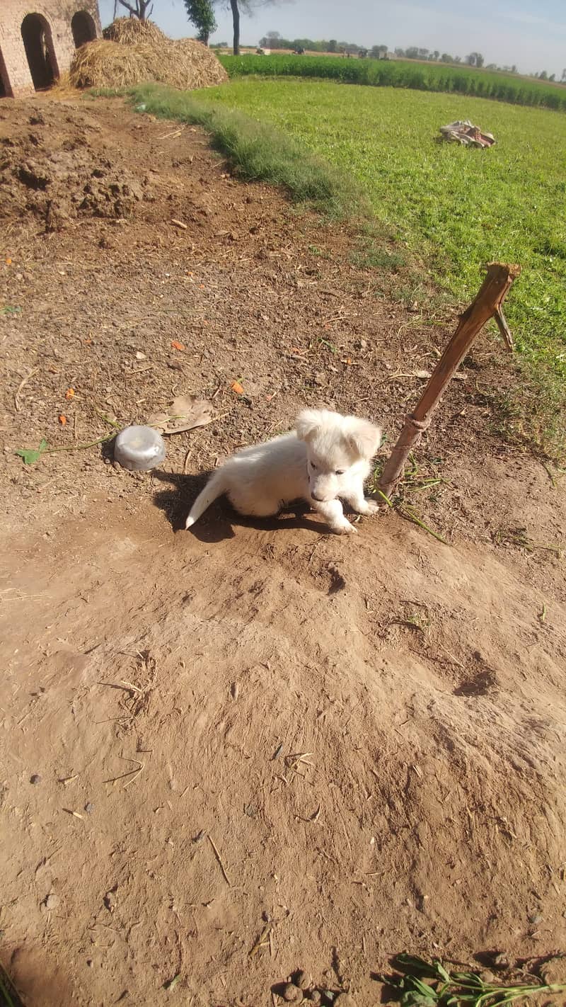 Pista dog white color 2 month ege 1