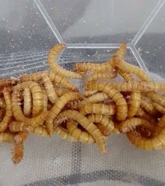 Live MealWorms Available 1