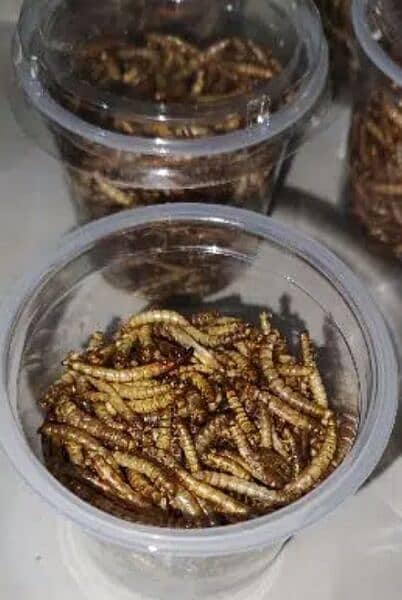 Live MealWorms Available 3