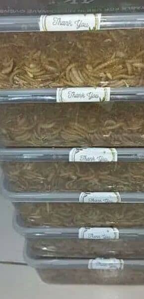Live MealWorms Available 4