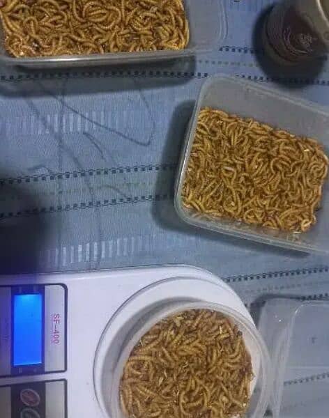 Live MealWorms Available 7