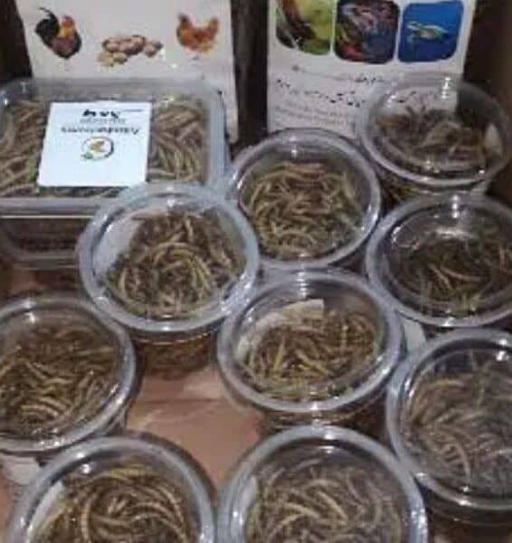 Live MealWorms Available 9