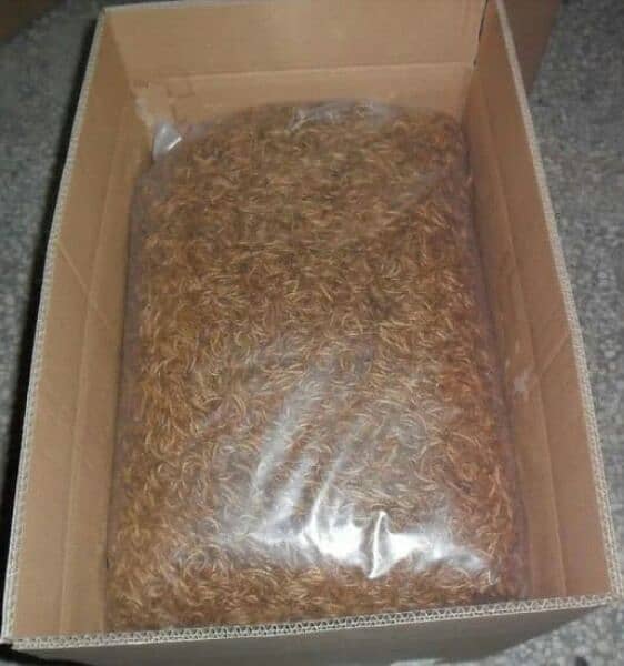 Live MealWorms Available 10