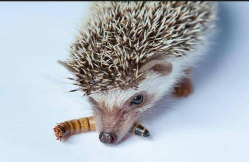 Live MealWorms Available 14