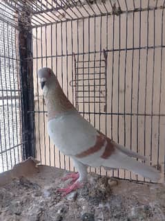 ghula male
