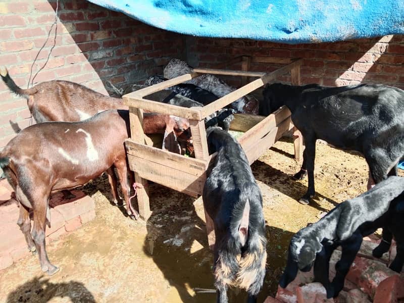 11 Goats 4 Sale (450,000)  دودھ دینے والی بچوں کے ساتھ بکریاں 6