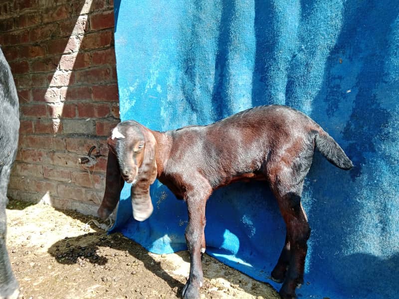 11 Goats 4 Sale (450,000)  دودھ دینے والی بچوں کے ساتھ بکریاں 9