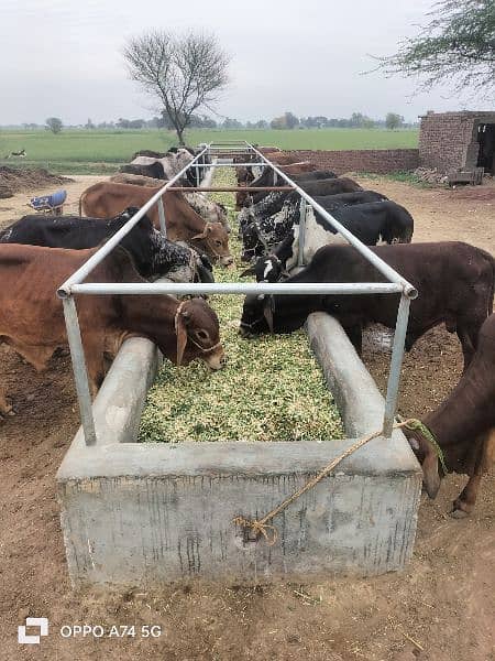 Cows / Cow for sale / Qurbani ke janwar 10