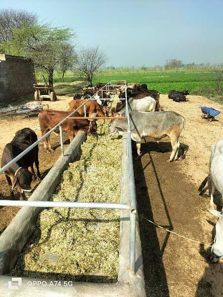 Cows / Cow for sale / Qurbani ke janwar 11