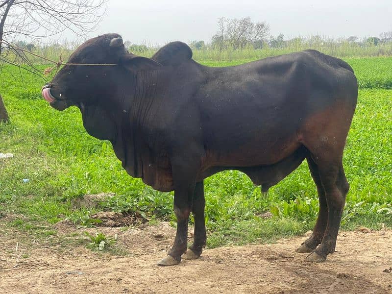Cows / Cow for sale / Qurbani ke janwar 17
