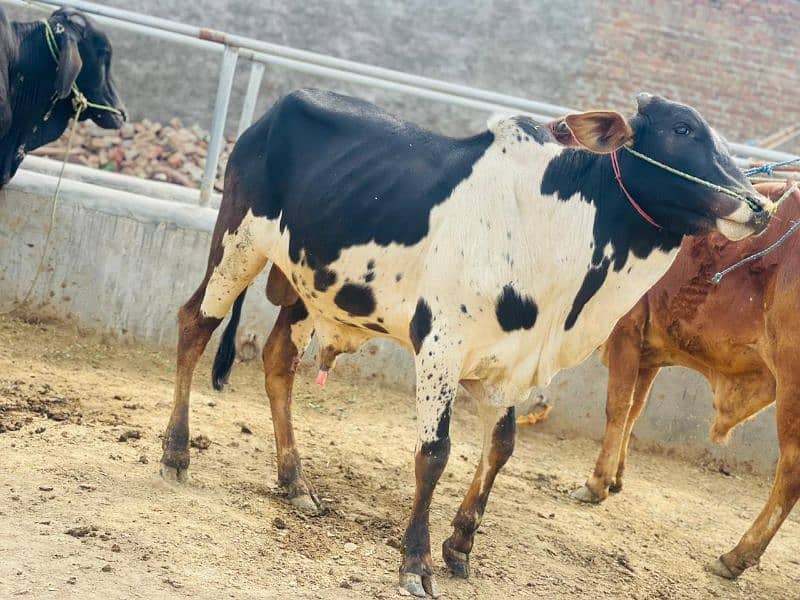 Cows / Cow for sale / Qurbani ke janwar 18