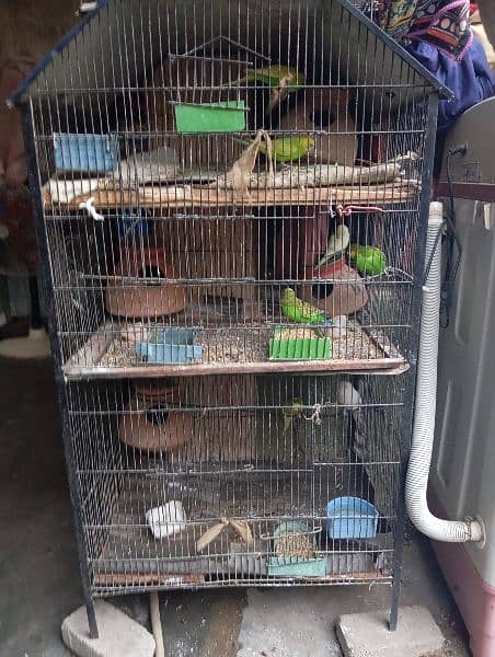 2 cage 9 birds 1