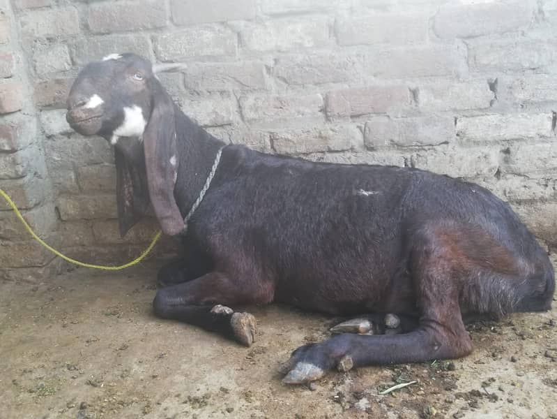 Betal goat | betal bakri | bakre 4 month pregnant 03097925827 bakri 2