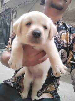 I want to sale Labrador puppy  active and healthy pup