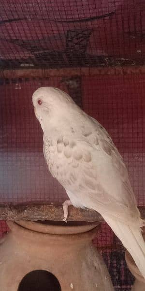 fellow red eyes budgie pair 1