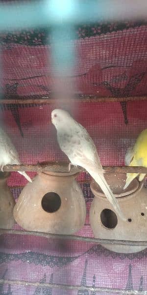 fellow red eyes budgie pair 2